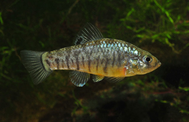Cyprinodon hubbsi