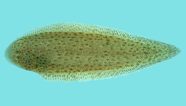 Cynoglossus itinus