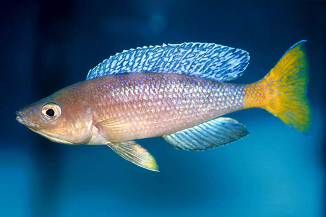 Cyprichromis leptosoma