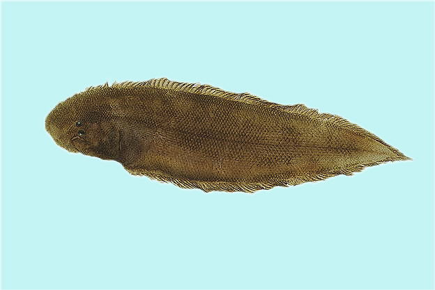 Cynoglossus lida