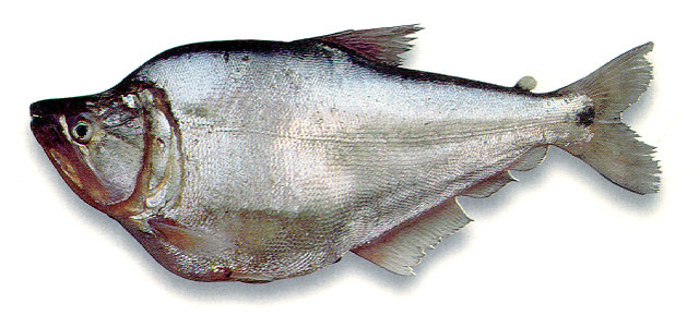 Cynopotamus magdalenae