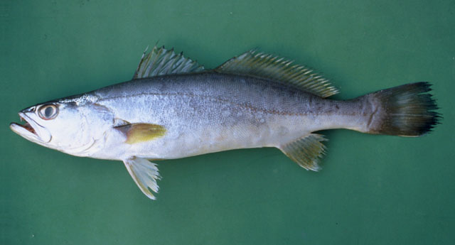 Cynoscion microlepidotus