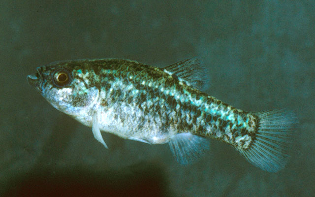 Cyprinodon nevadensis
