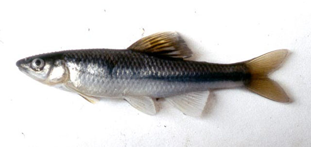 Cyprinella nivea