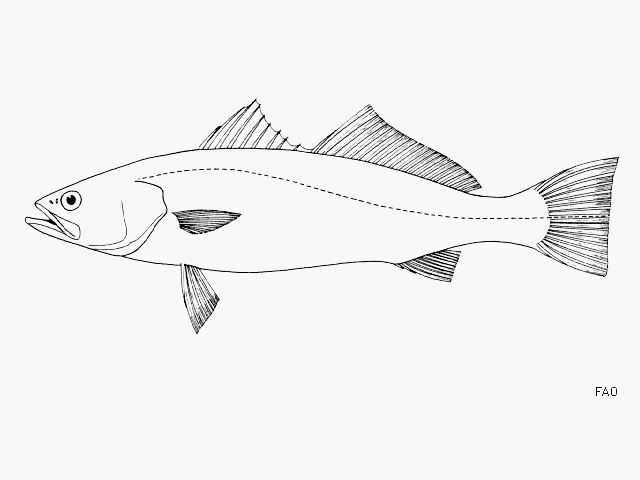 Cynoscion parvipinnis