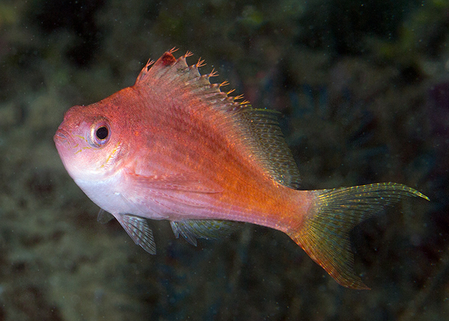 Cyprinocirrhites polyactis