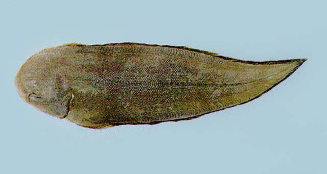 Cynoglossus semilaevis