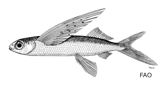 Cypselurus simus
