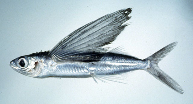 Cypselurus starksi