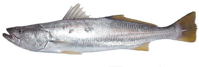 Cynoscion stolzmanni