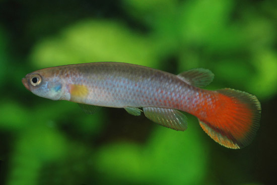 Cynodonichthys tenuis
