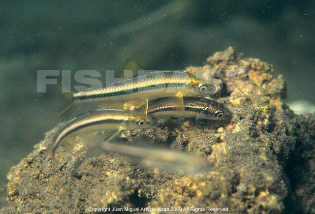 Cyprinella xanthicara