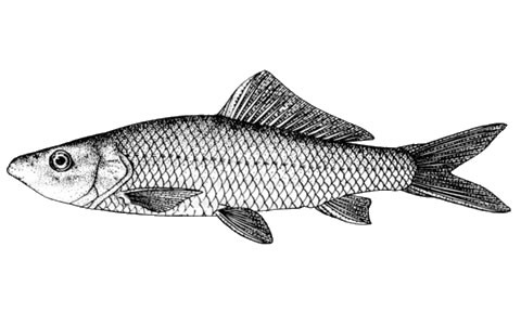 Cyprinus yunnanensis