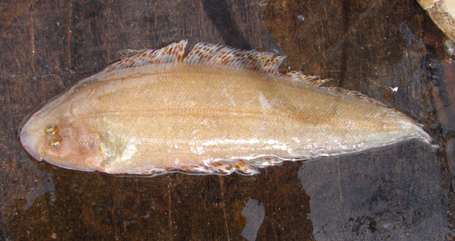 Cynoglossus zanzibarensis