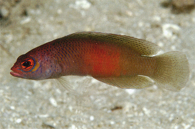 Cypho zaps