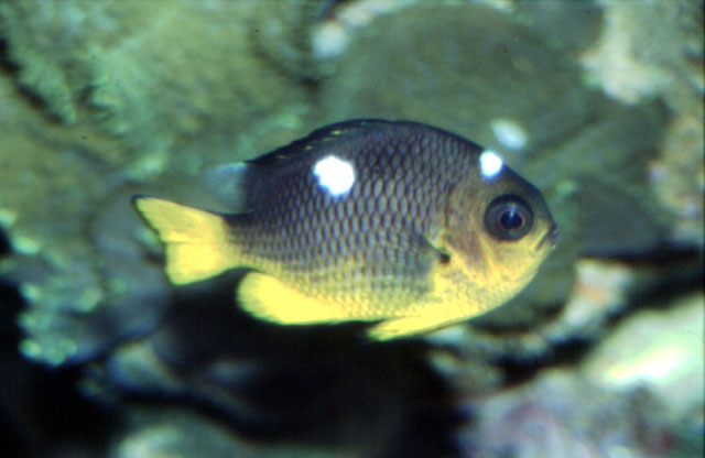 Dascyllus auripinnis