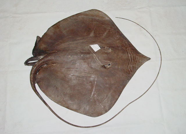 Fontitrygon colarensis