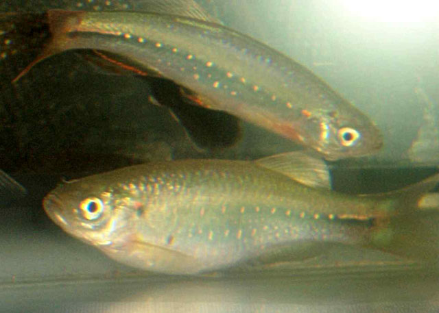 Danio feegradei