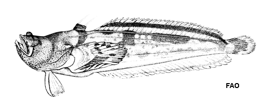 Daector gerringi