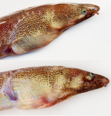 Dalophis imberbis