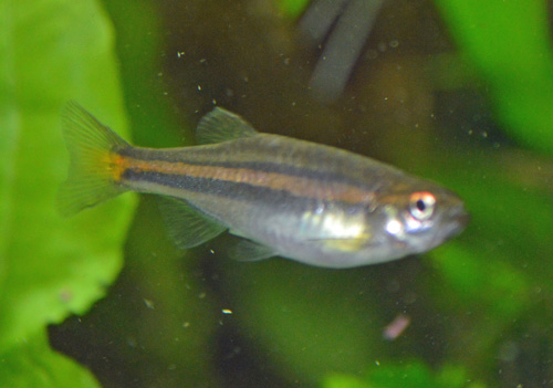 Danio jaintianensis
