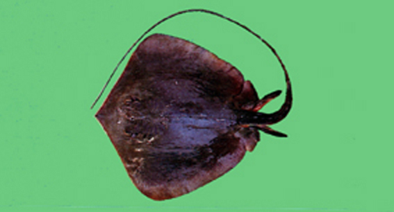 Hemitrygon navarrae