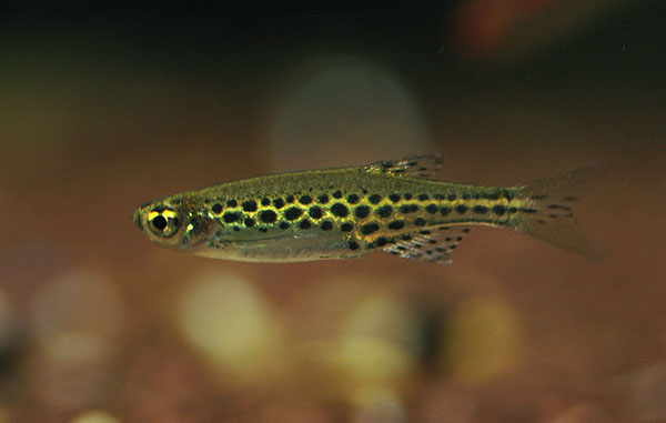 Danio tinwini