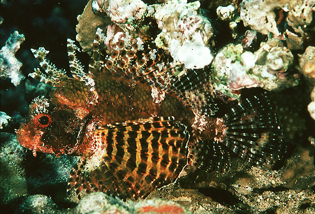 Neochirus hemprichi