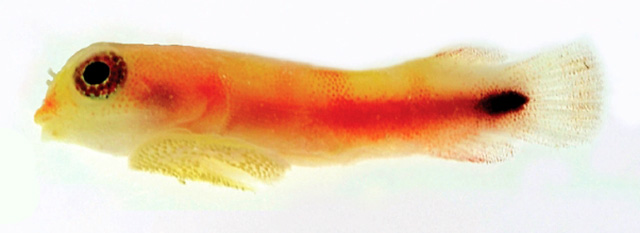 Derilissus lombardii