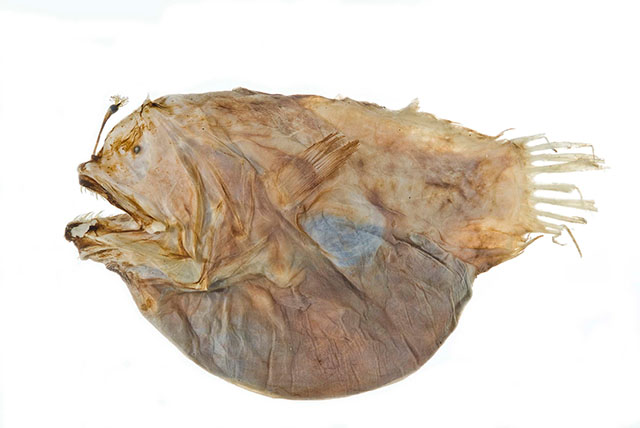 Dermatias platynogaster