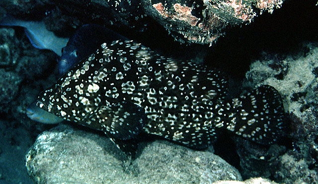 Dermatolepis striolata
