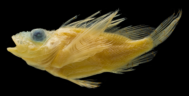Neochirus tuamotuensis