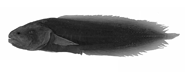 Diancistrus atollorum