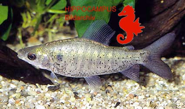 Distichodus atroventralis