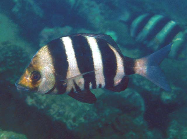 Diplodus omanensis