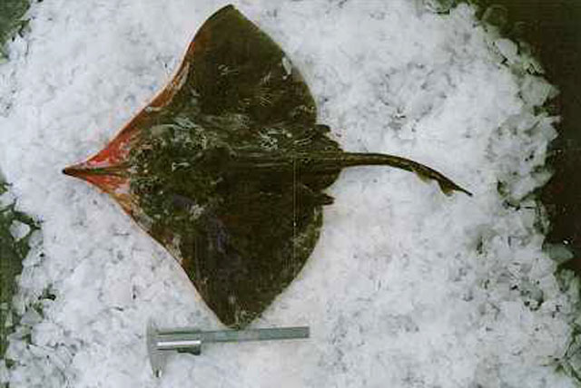 Zearaja chilensis