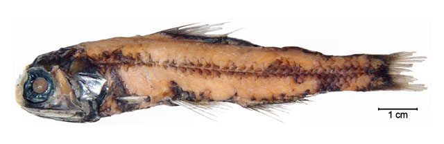 Diaphus effulgens