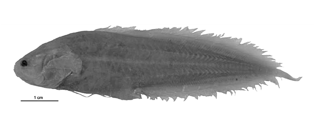 Diancistrus eremitus