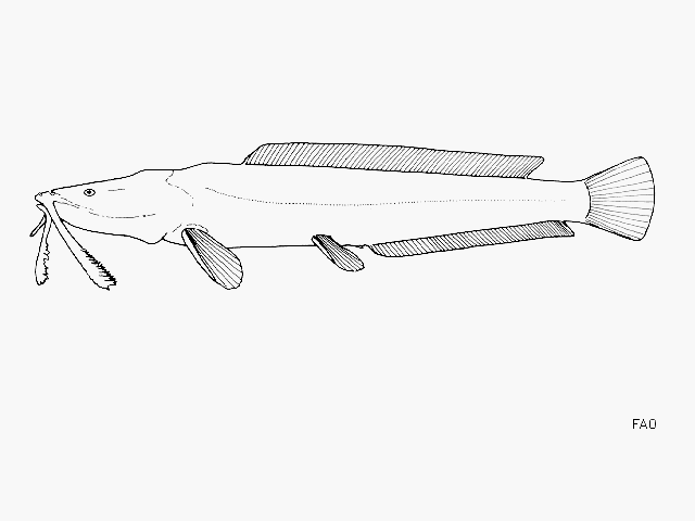 Bathyclarias filicibarbis