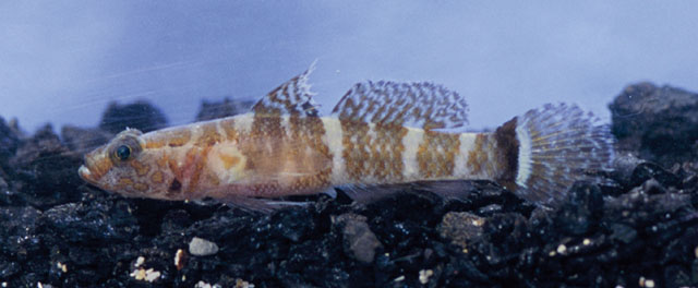 Marcelogobius helenae