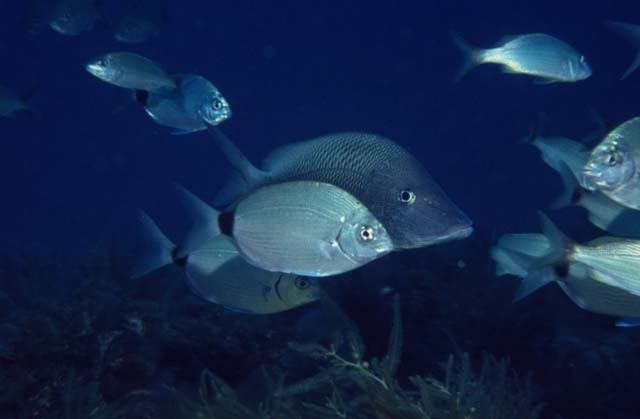 Diplodus holbrookii