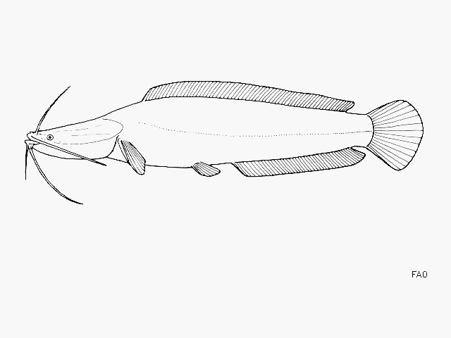 Bathyclarias nyasensis