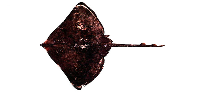 Dipturus kwangtungensis