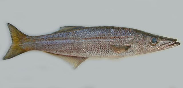 Dinolestes lewini