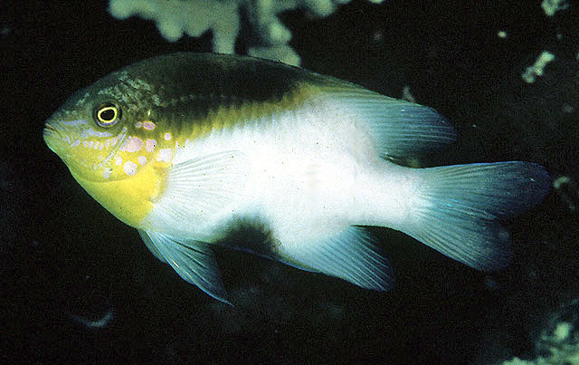Dischistodus melanotus