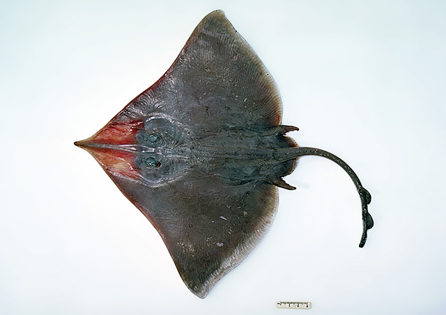 Dipturus melanospilus