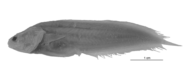 Diancistrus mennei