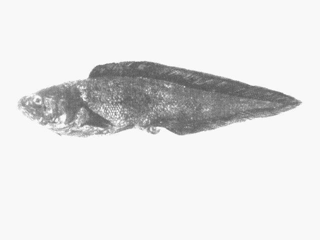 Diplacanthopoma nigripinnis