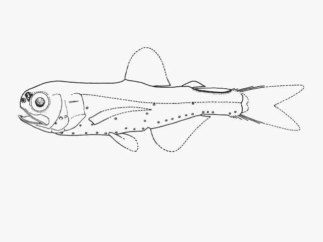 Diogenichthys panurgus