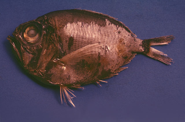 Diretmoides pauciradiatus